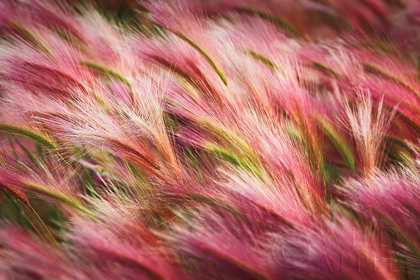 Picture of FOXTAIL BARLEY II