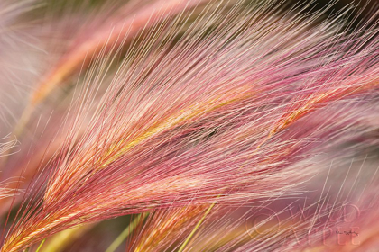 Picture of FOXTAIL BARLEY III