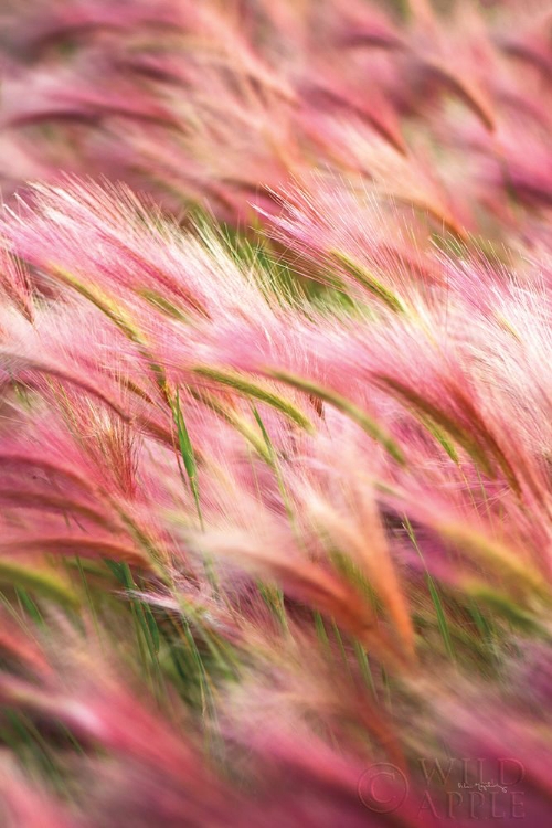 Picture of FOXTAIL BARLEY IV