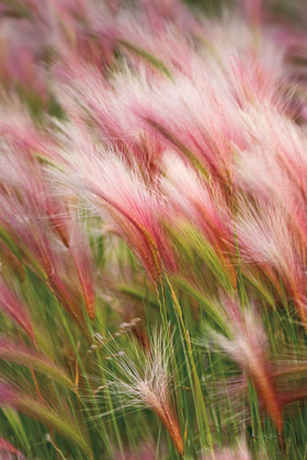 Picture of FOXTAIL BARLEY V