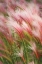 Picture of FOXTAIL BARLEY V