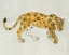 Picture of BIG CAT I V2