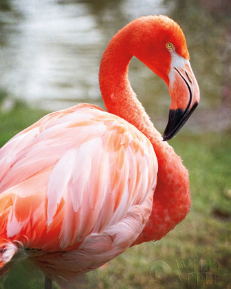 Picture of FLAMINGO I