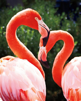 Picture of FLAMINGO II