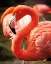 Picture of FLAMINGO III