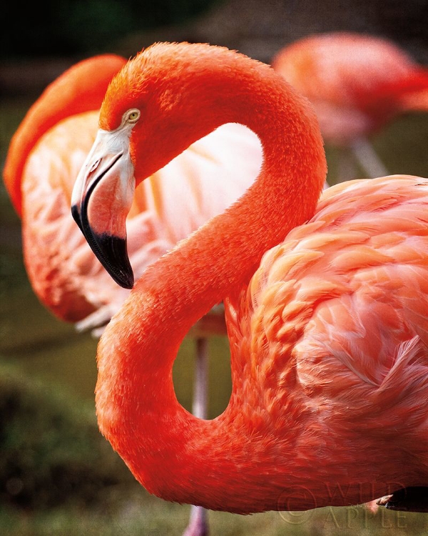 Picture of FLAMINGO III