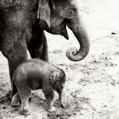 Picture of MOTHER AND DAUGHTER