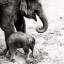 Picture of MOTHER AND DAUGHTER