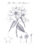 Picture of ELEMENTS OF BOTANY VIII BLUE