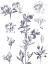 Picture of LITHOGRAPH FLORALS I BLUE