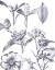 Picture of LITHOGRAPH FLORALS II BLUE