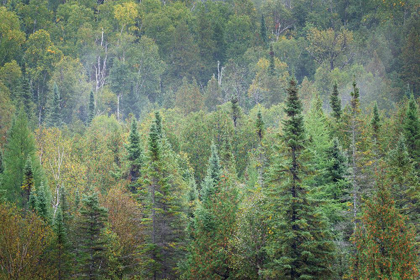 Picture of SUPERIOR NATIONAL FOREST II
