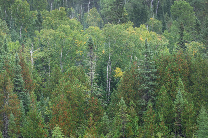 Picture of SUPERIOR NATIONAL FOREST III