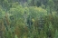 Picture of SUPERIOR NATIONAL FOREST III