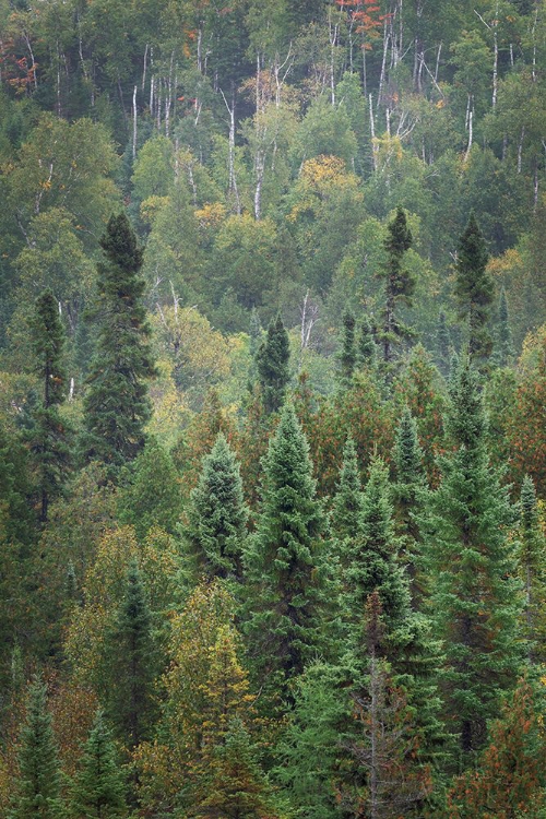 Picture of SUPERIOR NATIONAL FOREST IV