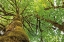 Picture of BIG LEAF MAPLE TREES I