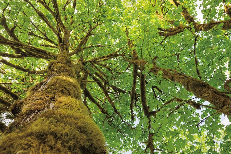 Picture of BIG LEAF MAPLE TREES I