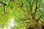 Picture of BIG LEAF MAPLE TREES II