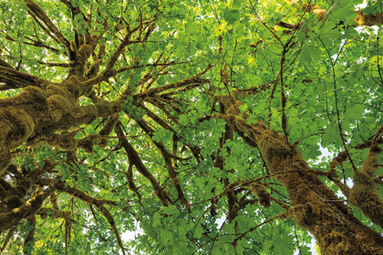 Picture of BIG LEAF MAPLE TREES III