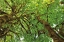 Picture of BIG LEAF MAPLE TREES III