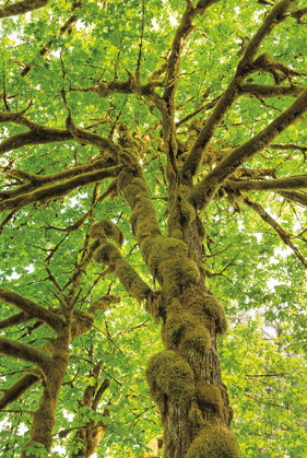 Picture of BIG LEAF MAPLE TREES IV