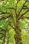 Picture of BIG LEAF MAPLE TREES IV