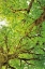 Picture of BIG LEAF MAPLE TREES V