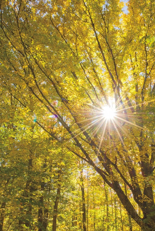 Picture of AUTUMN FOLIAGE SUNBURST I