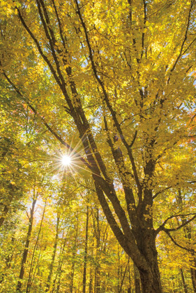 Picture of AUTUMN FOLIAGE SUNBURST II