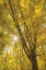 Picture of AUTUMN FOLIAGE SUNBURST II
