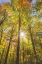 Picture of AUTUMN FOLIAGE SUNBURST III