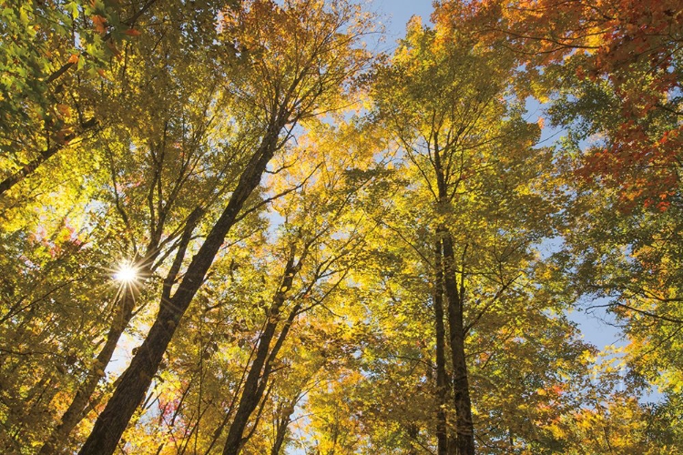 Picture of AUTUMN FOLIAGE SUNBURST IV