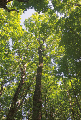 Picture of HARDWOOD FOREST CANOPY I