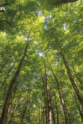 Picture of HARDWOOD FOREST CANOPY II
