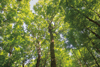 Picture of HARDWOOD FOREST CANOPY III