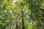 Picture of HARDWOOD FOREST CANOPY III