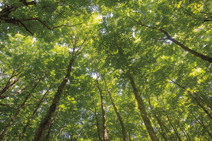Picture of HARDWOOD FOREST CANOPY IV
