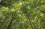 Picture of HARDWOOD FOREST CANOPY IV