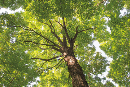 Picture of HARDWOOD FOREST CANOPY V