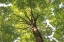 Picture of HARDWOOD FOREST CANOPY V