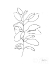Picture of DOODLE LEAVES I