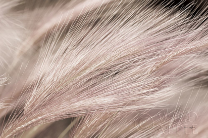 Picture of FOXTAIL BARLEY III LIGHT