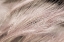 Picture of FOXTAIL BARLEY III LIGHT