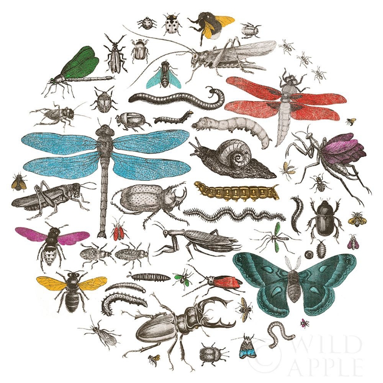Picture of INSECT CIRCLE I BRIGHT V2