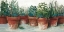 Picture of POTS OF HERBS II WHITE