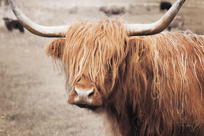 Picture of SCOTTISH HIGHLAND CATTLE I NEUTRAL