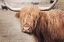 Picture of SCOTTISH HIGHLAND CATTLE I NEUTRAL