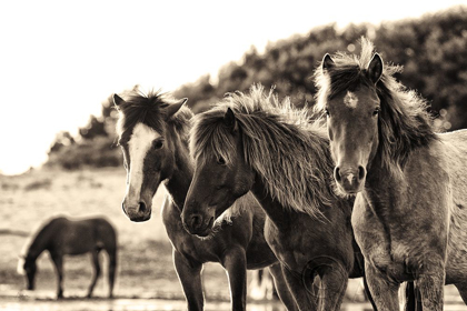 Picture of HORSES THREE SEPIA