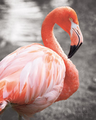 Picture of FLAMINGO I ON BW