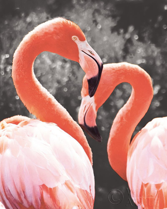 Picture of FLAMINGO II ON BW